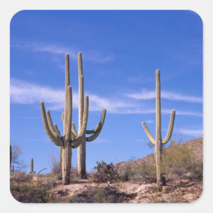 Reusachtige saguaro cactus met meerdere armen, Sag Vierkante Sticker