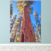 Reusachtige Sequoia boom in het bos Canvas Afdruk (Insitu (Houten vloer))