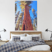 Reusachtige Sequoia boom in het bos Canvas Afdruk (Insitu (Slaapkamer))