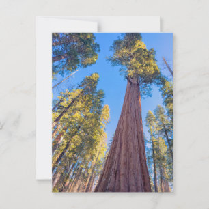 Reusachtige Sequoia boom onder de zon Briefkaart