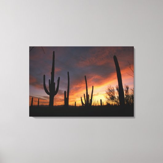 reusencactussen, Carnegiea gigantea, na Canvas Afdruk (Voorkant)