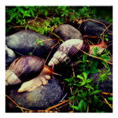 Reuze Afrikaanse landslakken ingelijste kunst Perfect Poster (Voorkant)