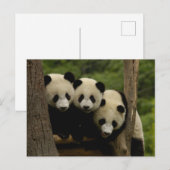 Reuze melanoleuca) babys van Ailuropoda van panda Briefkaart (Voorkant / Achterkant)
