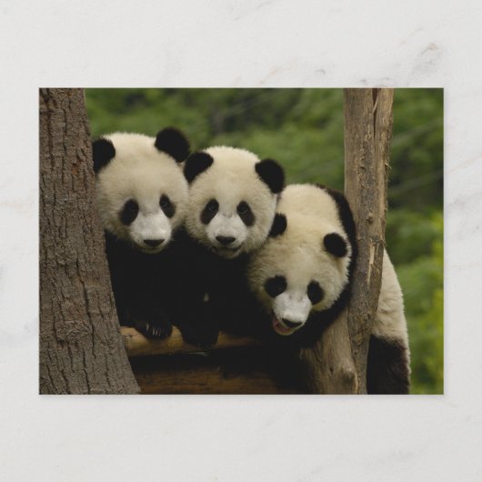 Reuze melanoleuca) babys van Ailuropoda van panda Briefkaart (Voorkant)