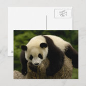 Reuze pandababy (melanoleuca Ailuropoda) 4 Briefkaart (Voorkant / Achterkant)