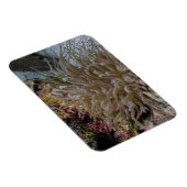 Reuze roze-tipped anemone magneet (Rechterzijde)