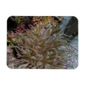 Reuze roze-tipped anemone magneet (Horizontaal)