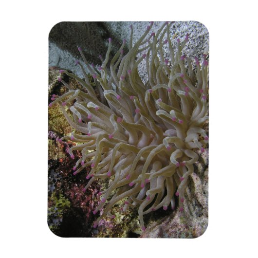 Reuze roze-tipped anemone magneet (Verticaal)