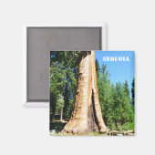 Reuze Sequoia magneet! Magneet (Voorkant / Achterkant)