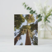 Reuze Sequoia's in het Nationale Park van de Briefkaart (Staand voorkant)