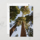 Reuze Sequoia's in het Nationale Park van de Briefkaart (Voorkant / Achterkant)