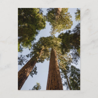 Reuze Sequoia's in het Nationale Park van de Briefkaart