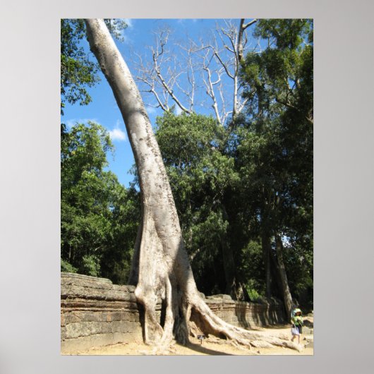 Reuzen Banyanboom ... Ta Prohm Tempel, Cambodja Poster (Voorkant)