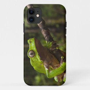 Reuzen bladkikker Phyllomedusa bicolor) Case-Mate iPhone Case