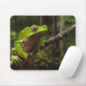 Reuzen bladkikker Phyllomedusa bicolor) Muismat (Met muis)