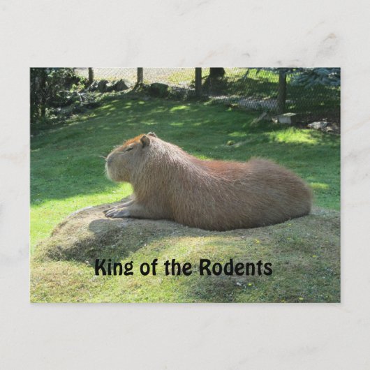 Reuzen Capybara Briefkaart (Voorkant)