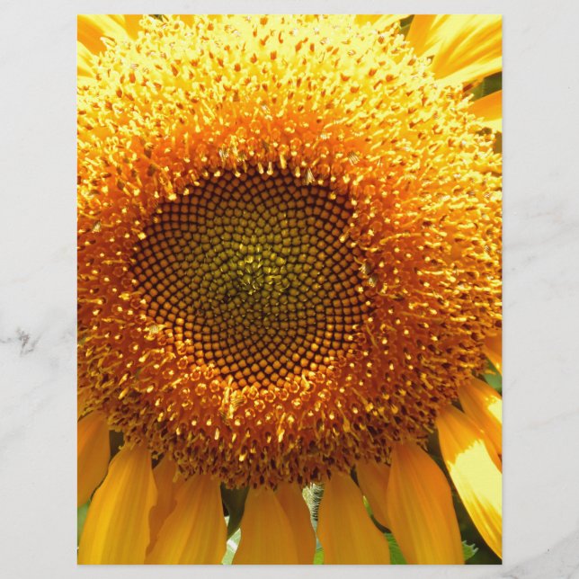 Reuzen gele mammoet zonnebloem foto (Voorkant)