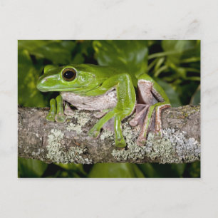 Reuzen Glijdende Kikker, Polypedates dennysi ssp, Briefkaart