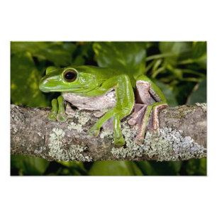 Reuzen Glijdende Kikker, Polypedates dennysi ssp, Foto Afdruk
