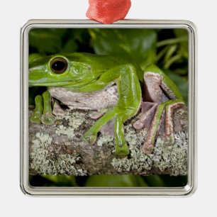 Reuzen Glijdende Kikker, Polypedates dennysi ssp, Metalen Ornament