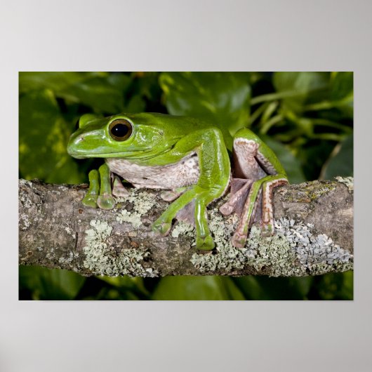 Reuzen Glijdende Kikker, Polypedates dennysi ssp, Poster (Voorkant)