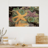Reuzen groene anemoon en oker zeesterren poster (Keuken)