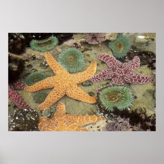 Reuzen groene anemoon en oker zeesterren poster (Voorkant)