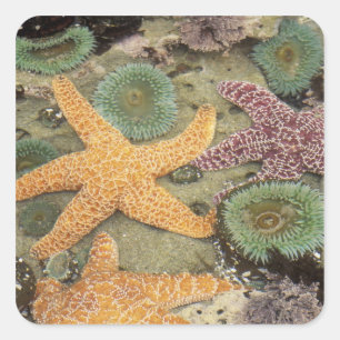 Reuzen groene anemoon en oker zeesterren vierkante sticker