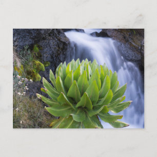 Reuzen Groundsel Of Dendrosenecio 2 Briefkaart