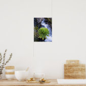 Reuzen Groundsel Of Dendrosenecio 2 Poster (Keuken)