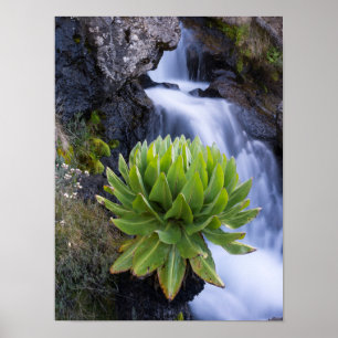 Reuzen Groundsel Of Dendrosenecio 2 Poster