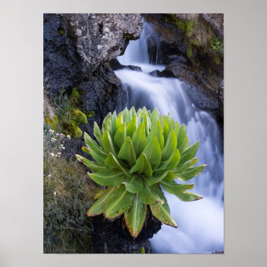Reuzen Groundsel Of Dendrosenecio 2 Poster (Voorkant)