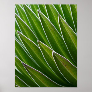 Reuzen Lobelia (Lobelia telekii) Kenia, Afrika Poster