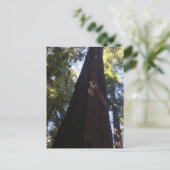 Reuzen Redwood Bomen Briefkaart (Staand voorkant)