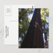 Reuzen Redwood Bomen Briefkaart (Voorkant / Achterkant)