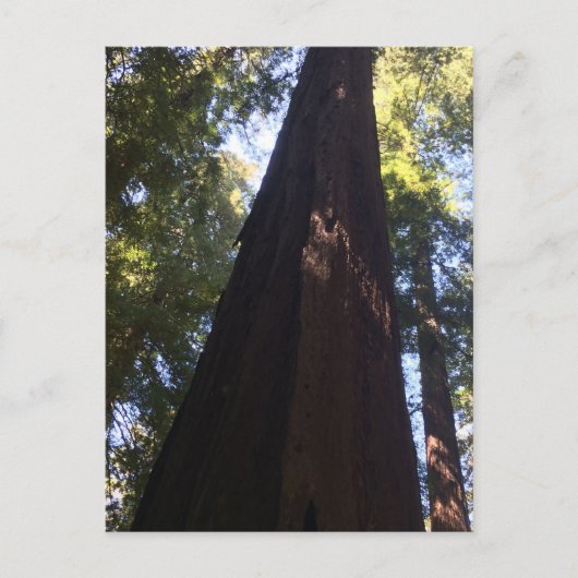 Reuzen Redwood Bomen Briefkaart (Voorkant)