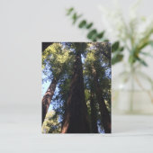Reuzen Redwood Bomen Briefkaart (Staand voorkant)