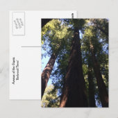 Reuzen Redwood Bomen Briefkaart (Voorkant / Achterkant)