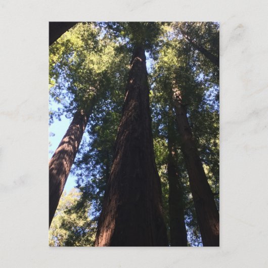 Reuzen Redwood Bomen Briefkaart (Voorkant)