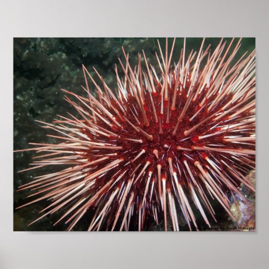 Reuzen Rode Zee-egel - Fine Art Print (Voorkant)