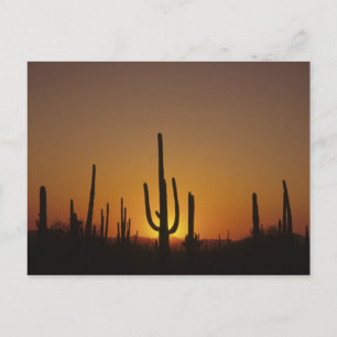 Reuzen saguaro cactus Cereus giganteus), 2 Briefkaart