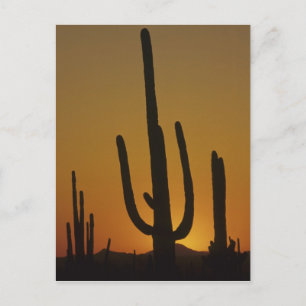 Reuzen saguaro cactus Cereus giganteus), Briefkaart