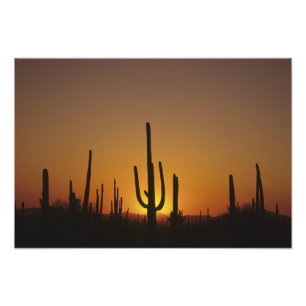 Reuzen saguaro cactus Cereus giganteus), Foto Afdruk