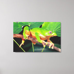 Reuzen Tweekleurige Aapboomkikker, Phyllomedusa Canvas Afdruk