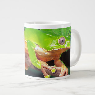 Reuzen tweekleurige apenkikker, Phyllomedusa Grote Koffiekop