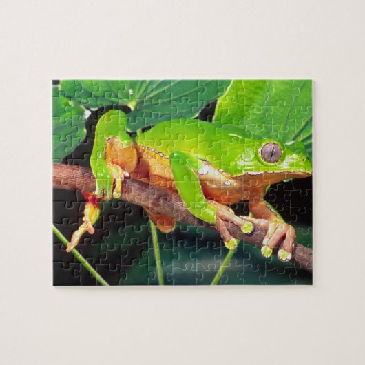 Reuzen tweekleurige apenkikker, Phyllomedusa Legpuzzel (Horizontaal)