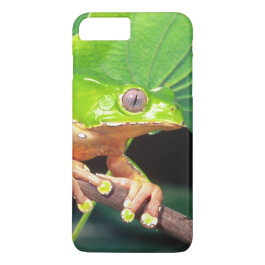 Reuzen tweekleurige boomkikker, Phyllomedusa Case-Mate iPhone Case (Achterkant)