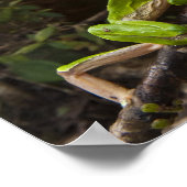 Reuzenbladkikker Phyllomedusa bicolor) 2 Poster (Hoek)