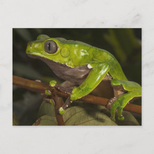 Reuzenbladkikker Phyllomedusa bicolor) 3 Briefkaart