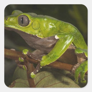 Reuzenbladkikker Phyllomedusa bicolor) 3 Vierkante Sticker